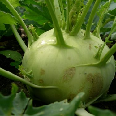 Alternative text should describe the visual content of the image.