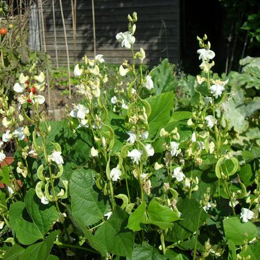 Lablab plant with flowers and pods
