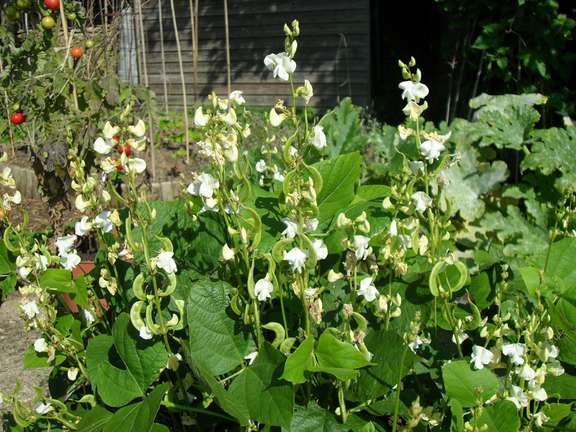 Lablab plant with flowers and pods