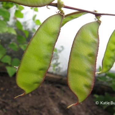 Alternative text should describe the visual content of the image.