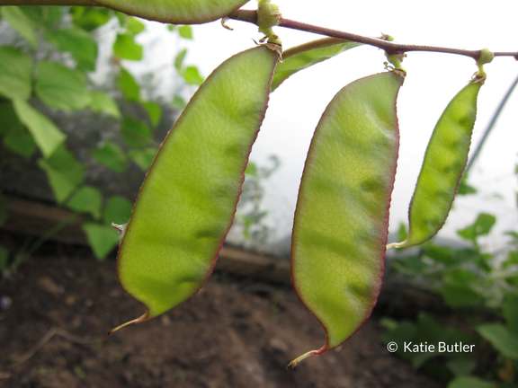 Alternative text should describe the visual content of the image.