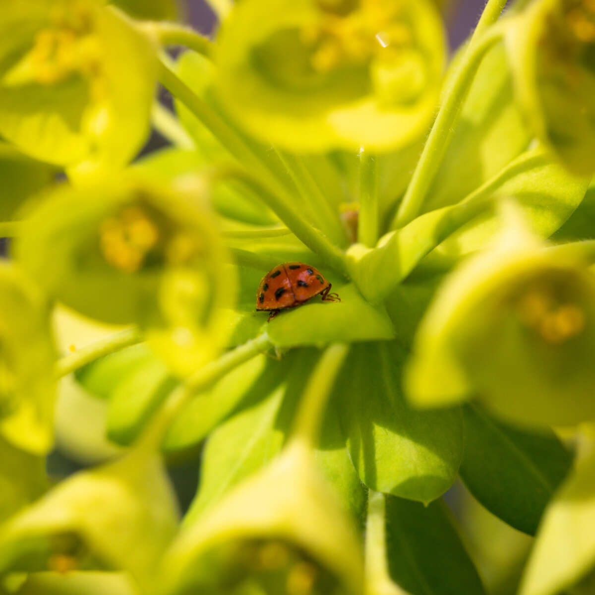 Ladybird on leaf