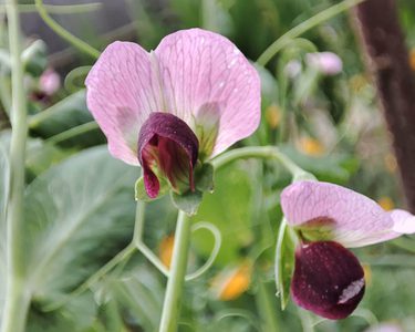 Alternative text should describe the visual content of the image.