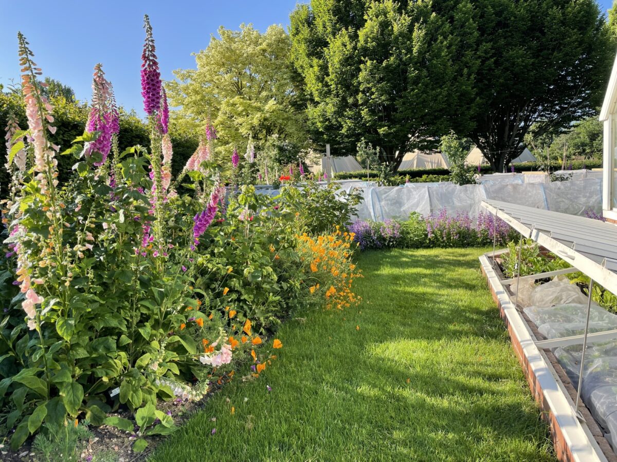 Lawn and flower bed at Ryton gardens