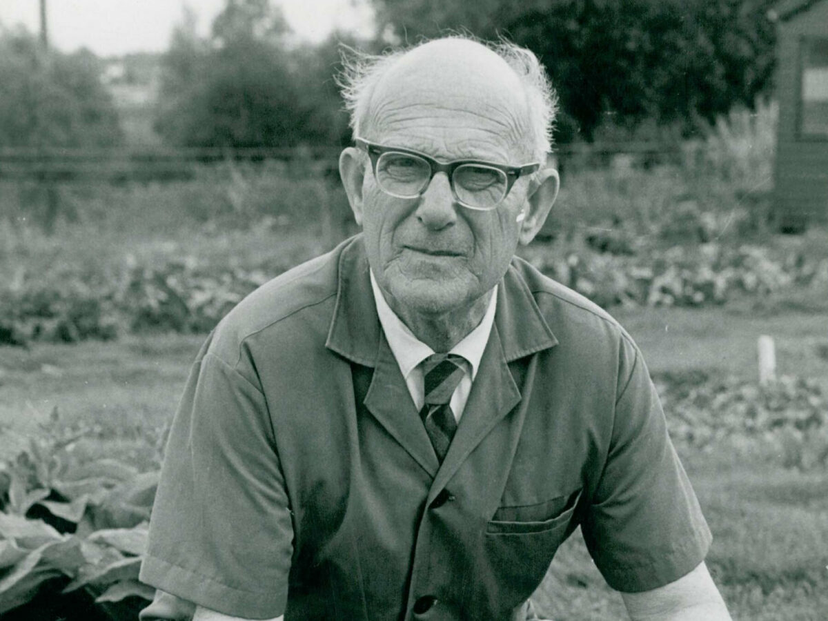 Lawrence Hills with Comfrey Bocking 14