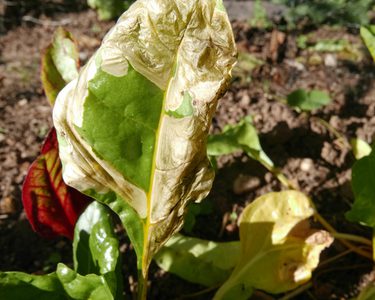 Alternative text should describe the visual content of the image.