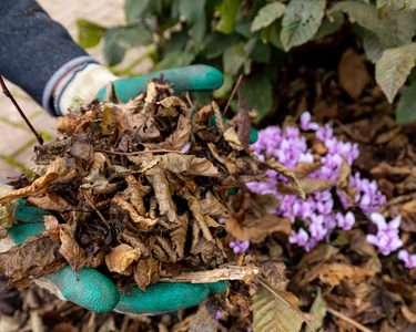 Hands wearing gardening gloves holding composting autumn leaves