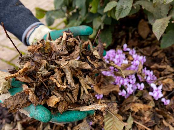 Hands wearing gardening gloves holding composting autumn leaves