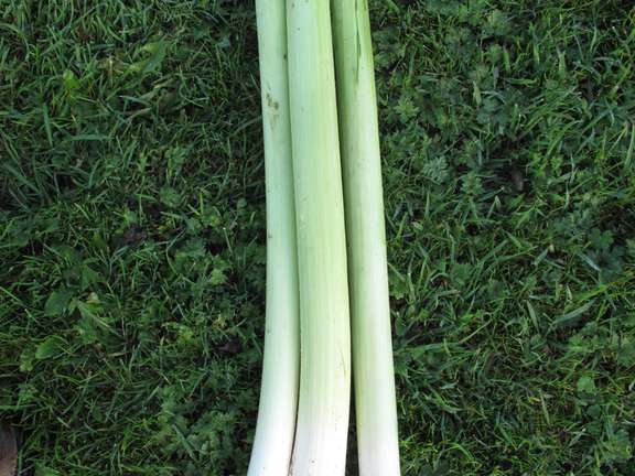 Leek Longa HSL Variety