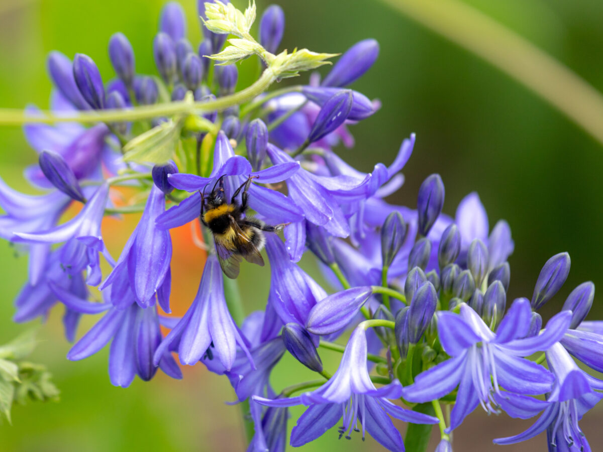 Bee on flower