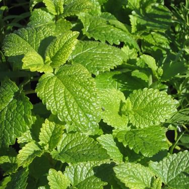 Alternative text should describe the visual content of the image.