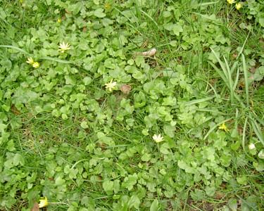 Lesser celandine viewed from above