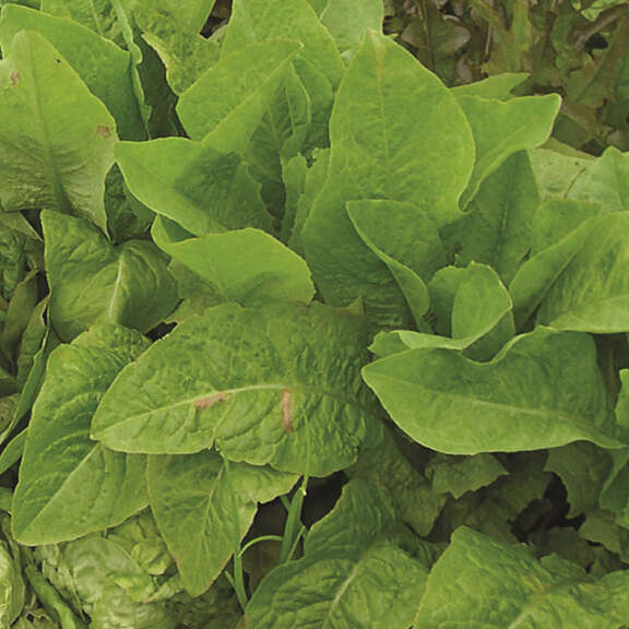 Alternative text should describe the visual content of the image.