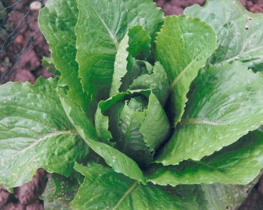 Alternative text should describe the visual content of the image.