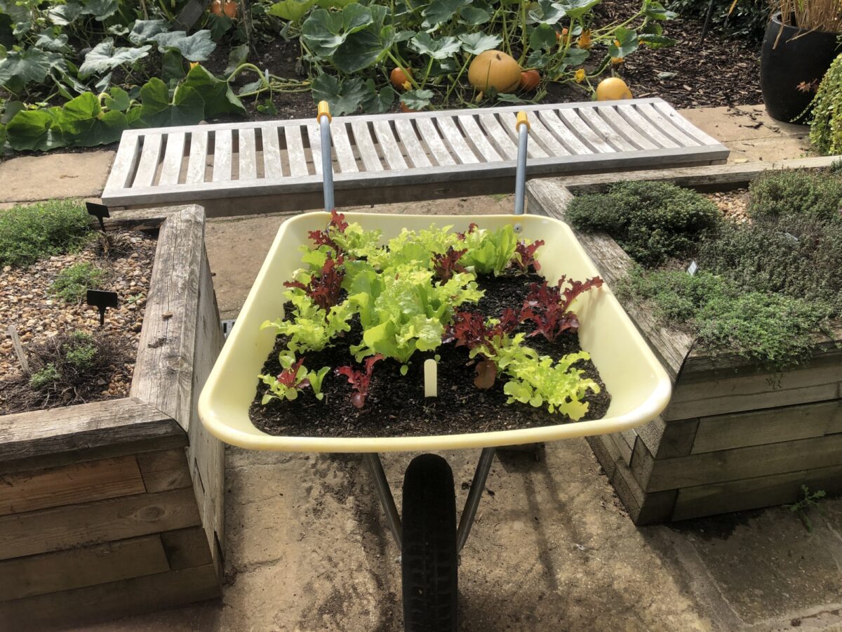 Lettuce growing in wheelbarrow