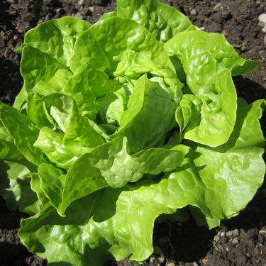 Alternative text should describe the visual content of the image.