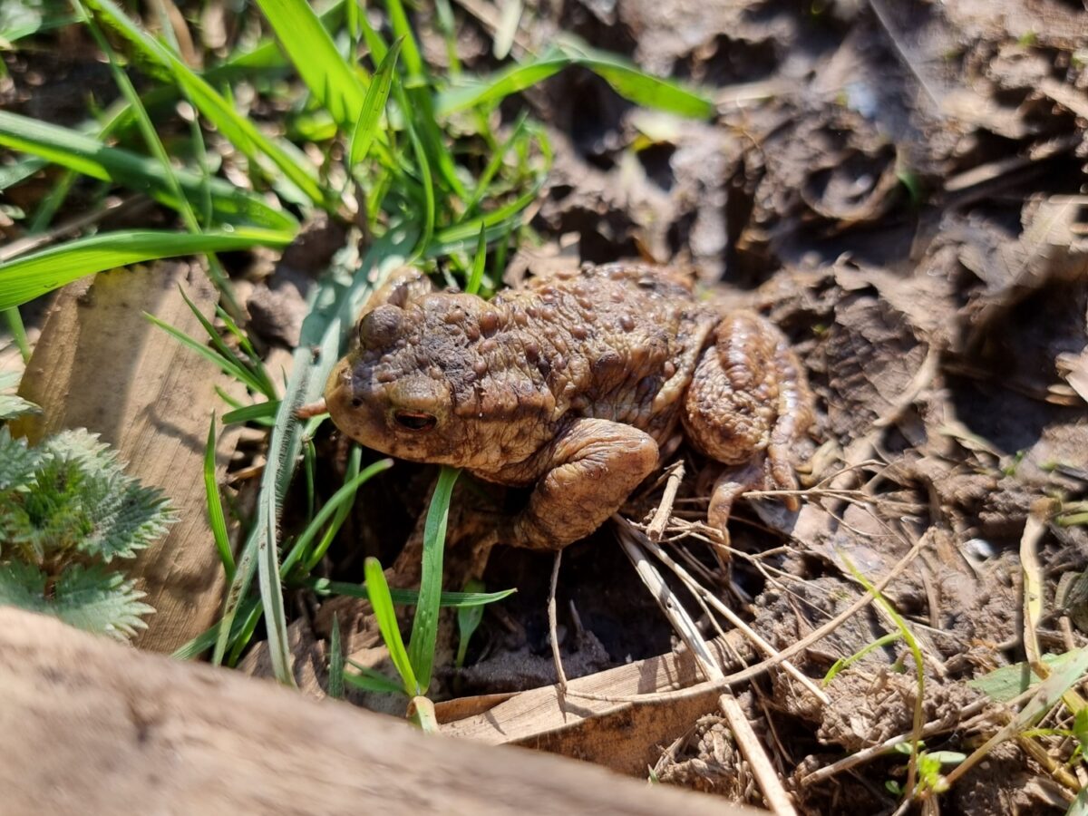Toad in the wildlife pond