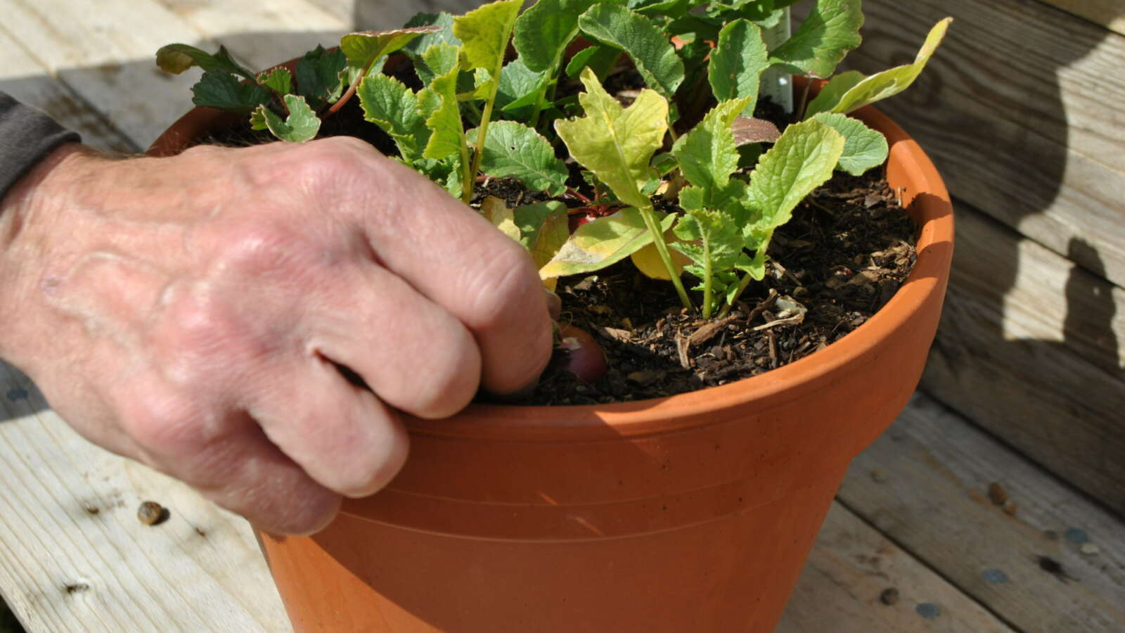 Hand harvesting raddish in the container garden