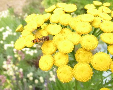 Alternative text should describe the visual content of the image.