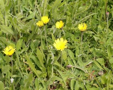 Meadow buttercup in flower