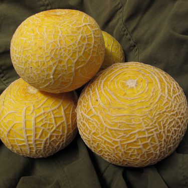 Yellow Melon, variety Hero of Lockinge