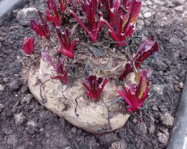 Alternative text should describe the visual content of the image.