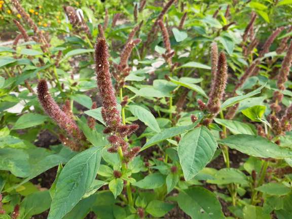 Amaranth plant with red flowers and green leaves