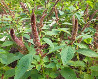 Amaranth plant with red flowers and green leaves