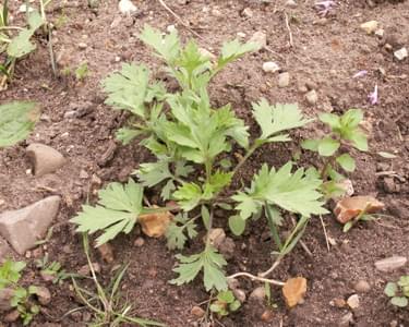 Mugwort plant
