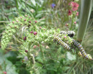 Alternative text should describe the visual content of the image.