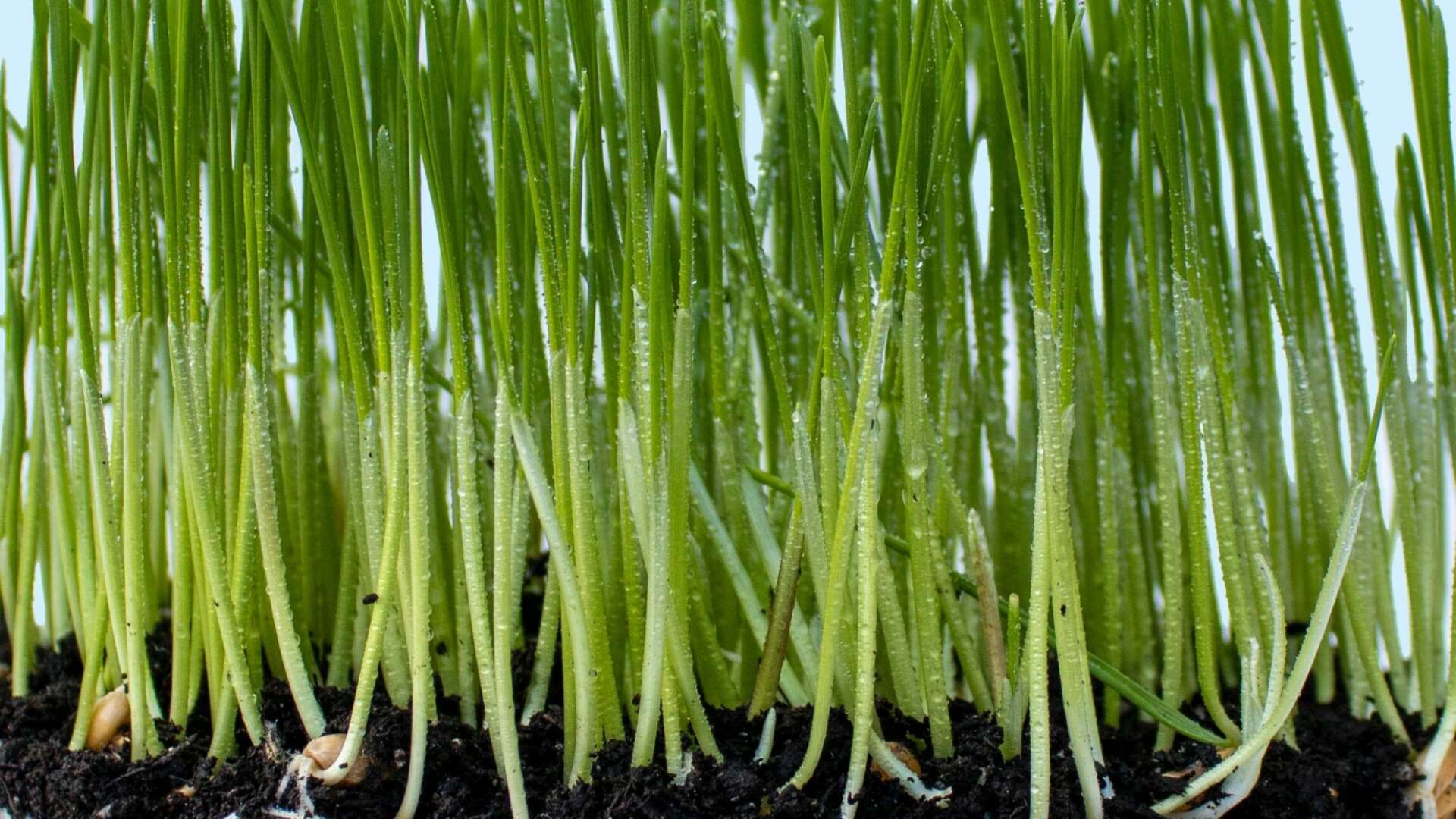 Mycorrhizal fungi in soil