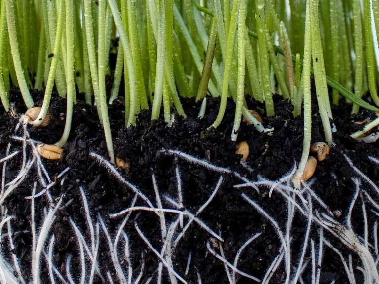 Mycorrhizal fungi in soil