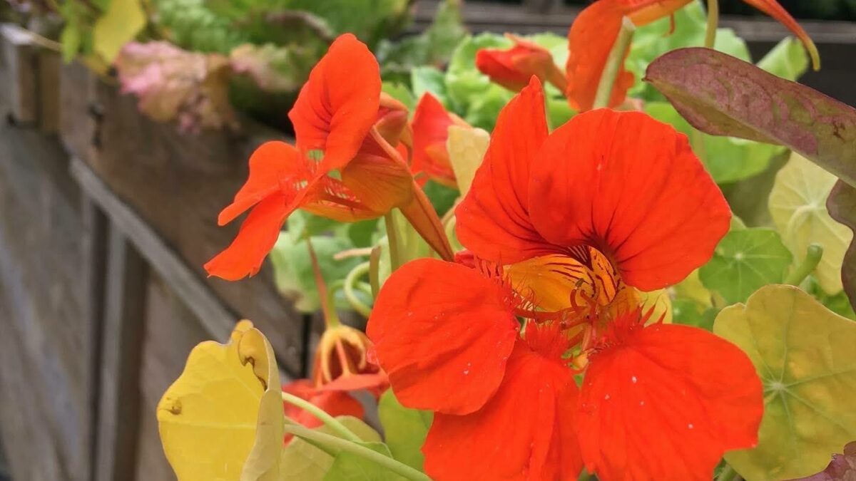 Nasturtium flowers