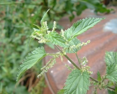 Close up of common nettle