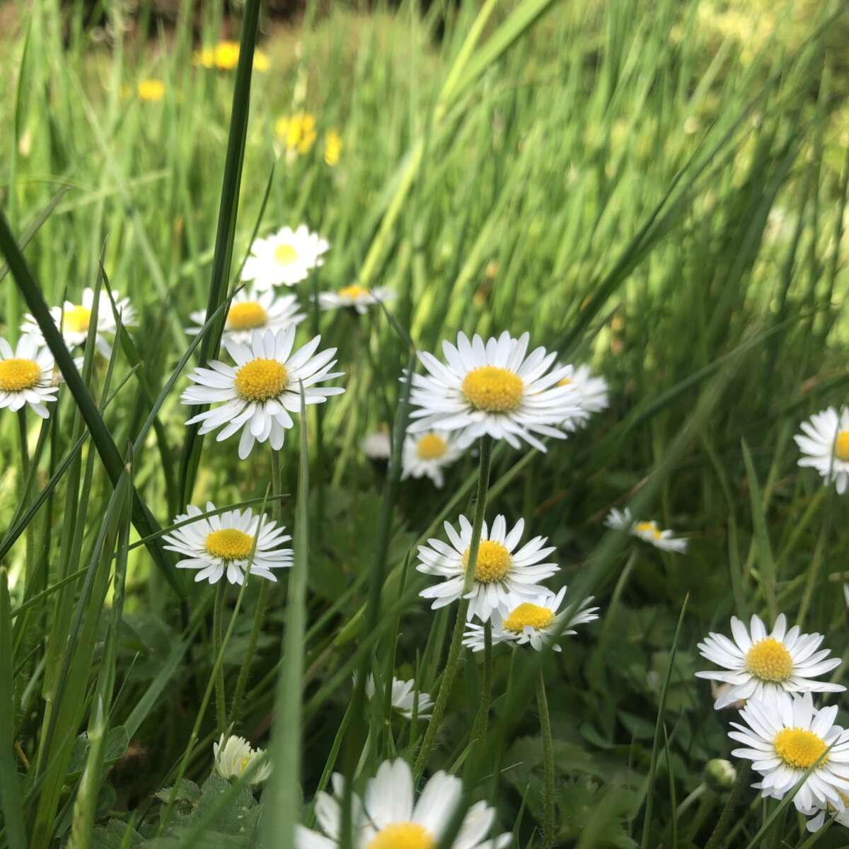 Daisies in lawn