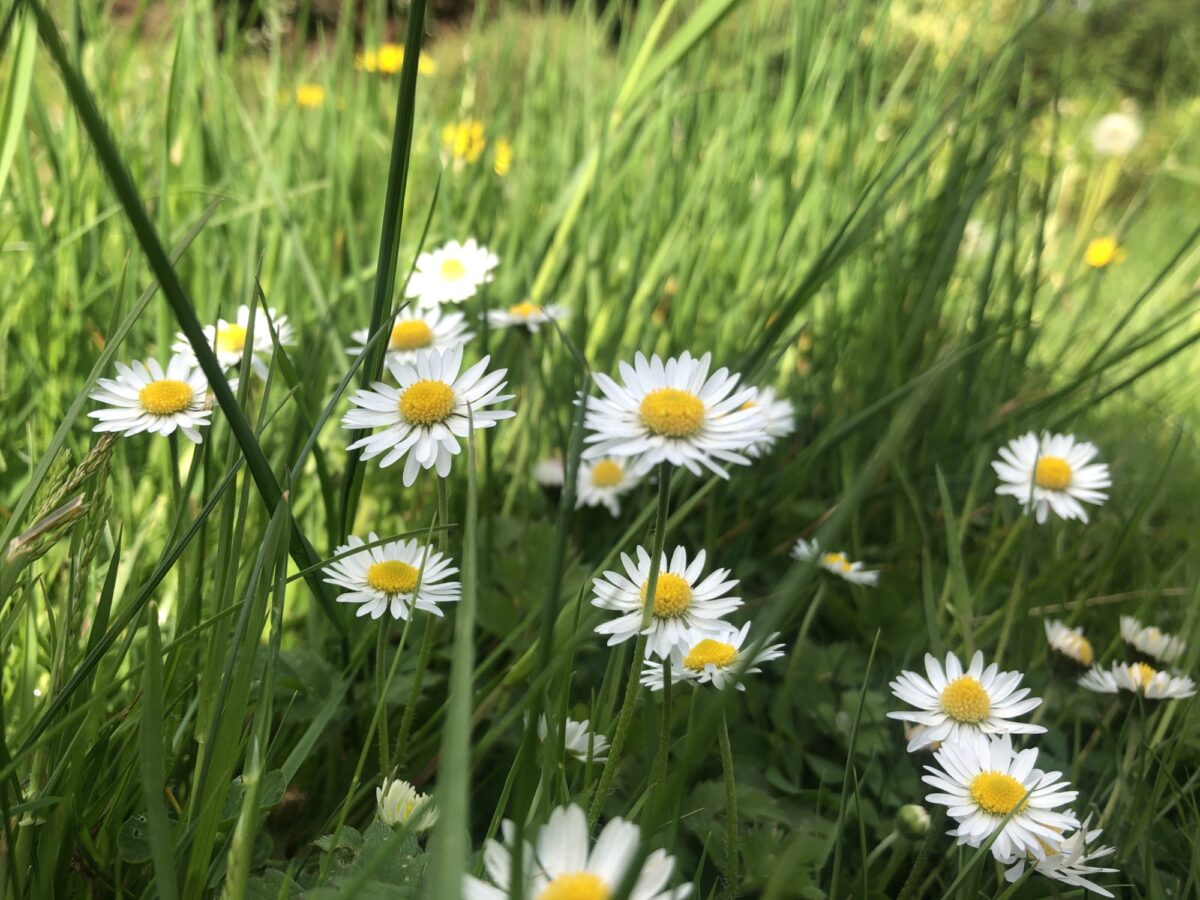 Daisies in lawn