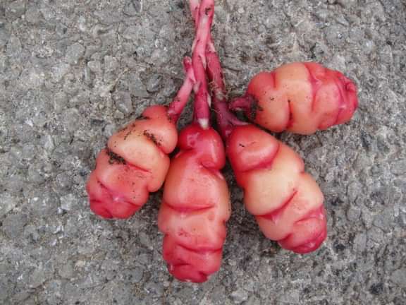 Alternative text should describe the visual content of the image.