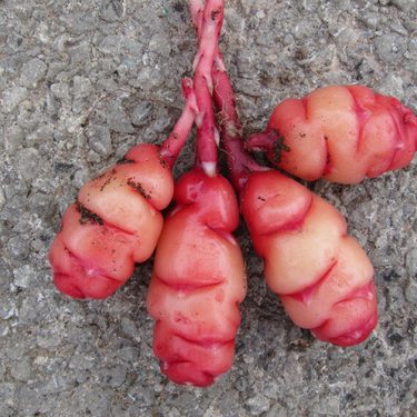 Alternative text should describe the visual content of the image.