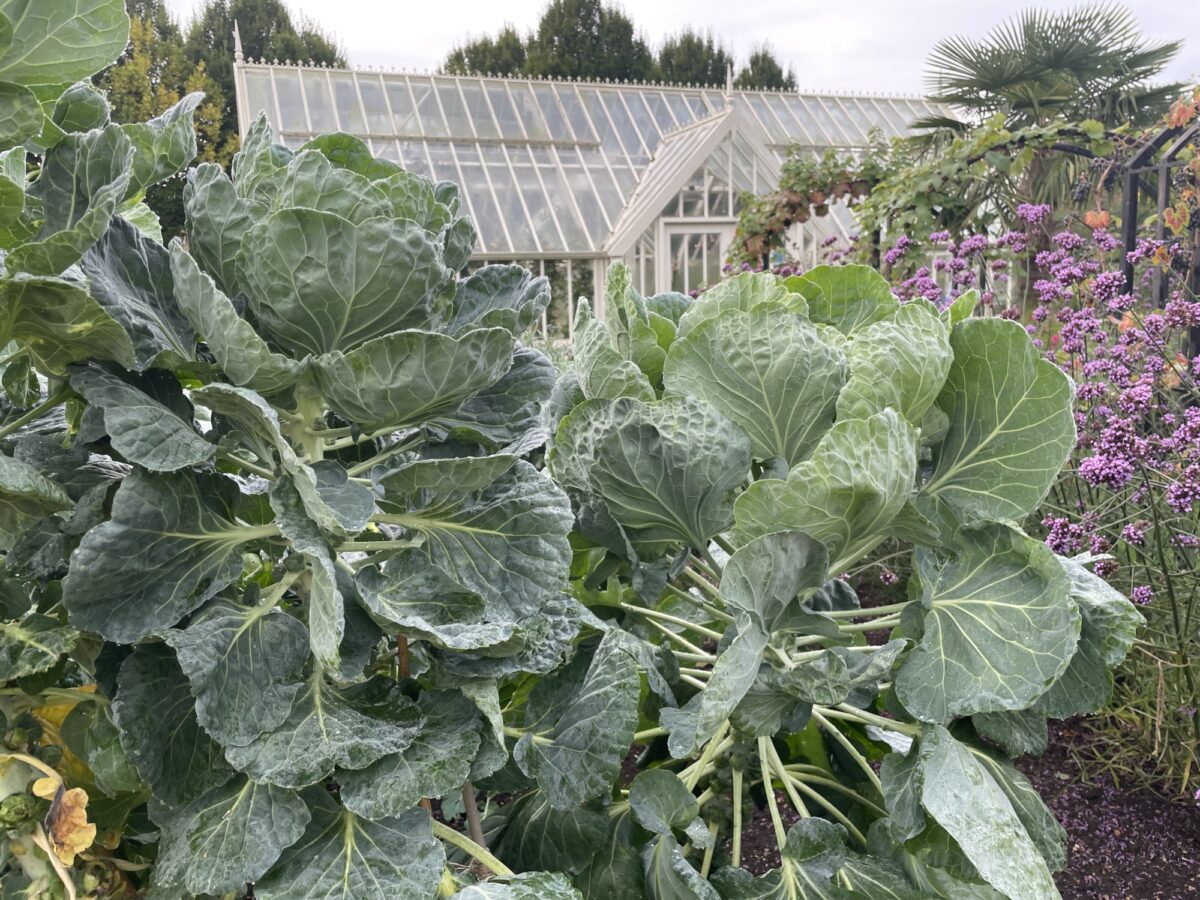 Sprouts growing at Ryton gardens