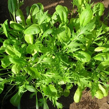 Alternative text should describe the visual content of the image.