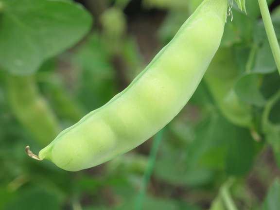 Pea pod growing on plant