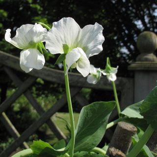 Alternative text should describe the visual content of the image.