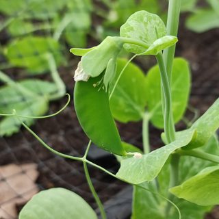 Pea pod growing on plant