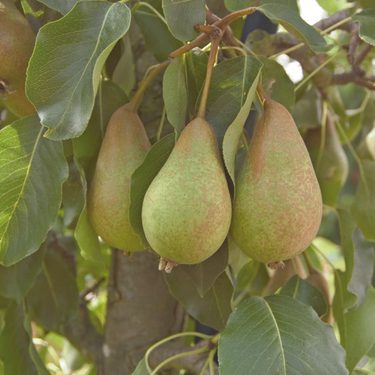 Alternative text should describe the visual content of the image.