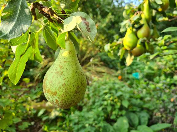 Alternative text should describe the visual content of the image.