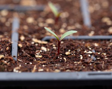 Alternative text should describe the visual content of the image.