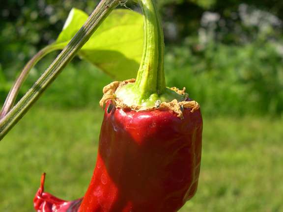 Red chilli pepper growing on plant
