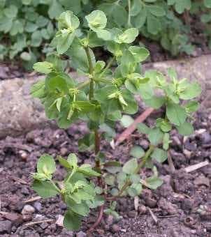 Petty spurge growing in the UK