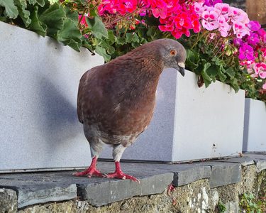 Alternative text should describe the visual content of the image.