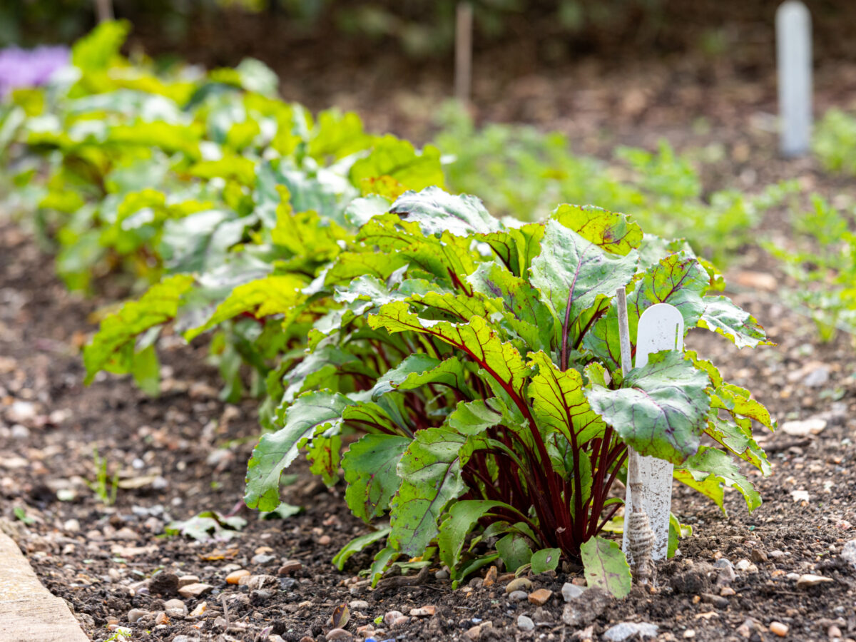 Vegetable plot